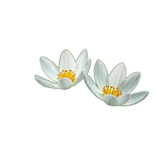 flower, jewelry, crown, staff transparent PNG cut-out