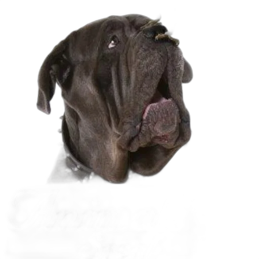 animal, face, creature, staff transparent PNG cut-out