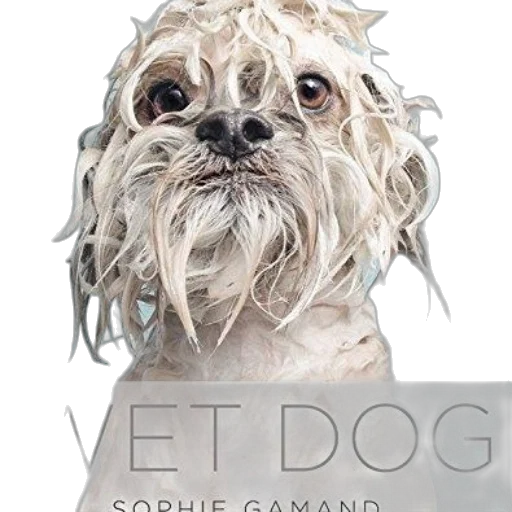 wet, dog, sophie, gamand transparent PNG cut-out