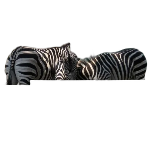 furniture, animal, shoes, jewelry transparent PNG cut-out
