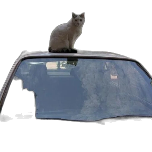 car, animal, hat, umbrella transparent PNG cut-out