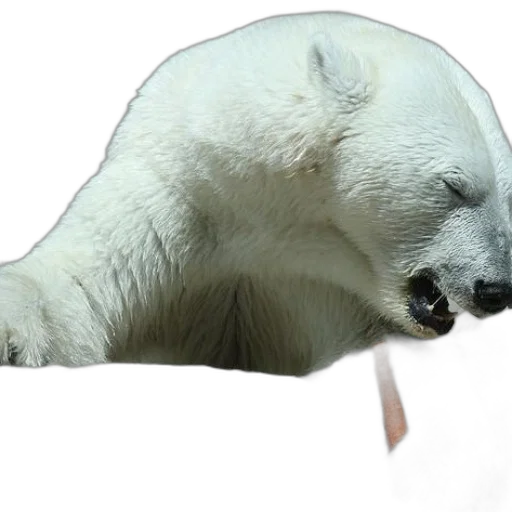 animal, creature, staff, food transparent PNG cut-out
