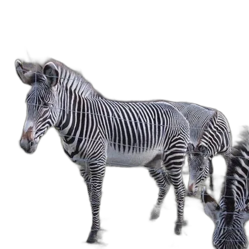 animal, creature, jewelry, 3d render transparent PNG cut-out