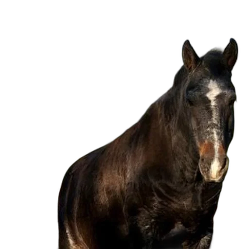 animal, hair, crown, creature transparent PNG cut-out