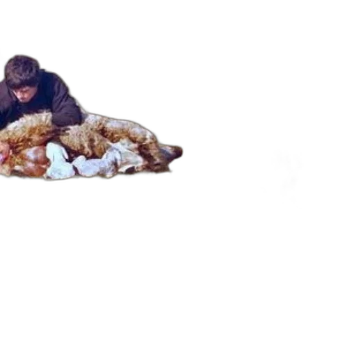 jacket, animal, creature, furniture transparent PNG cut-out