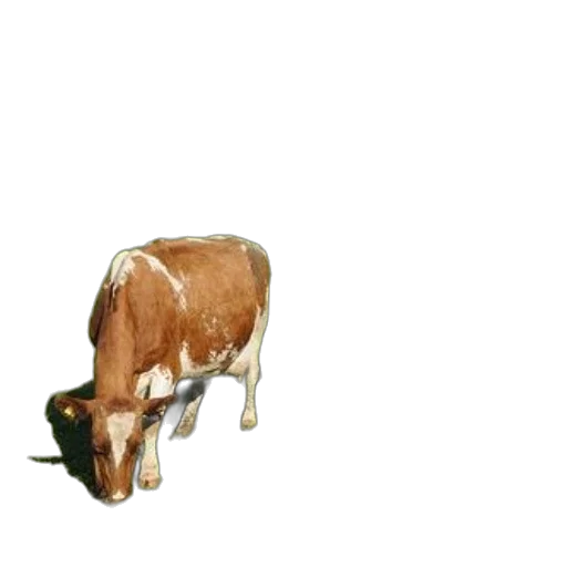 animal, food, furniture, crown transparent PNG cut-out