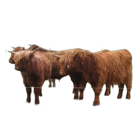 animal, furniture, 3d render, three transparent PNG cut-out