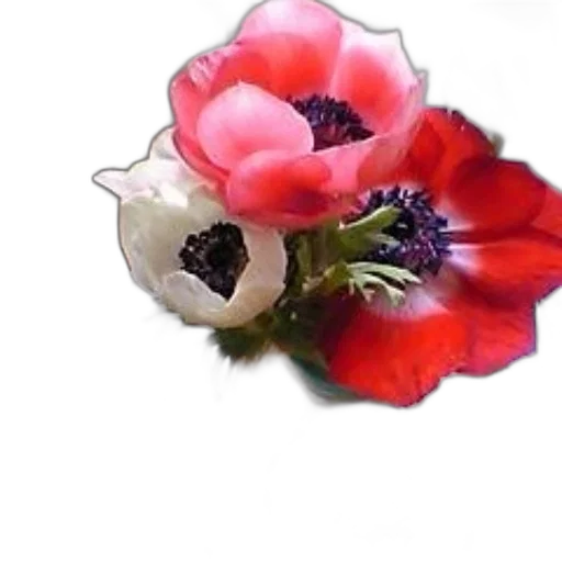 flower, crown, hat, jewelry transparent PNG cut-out