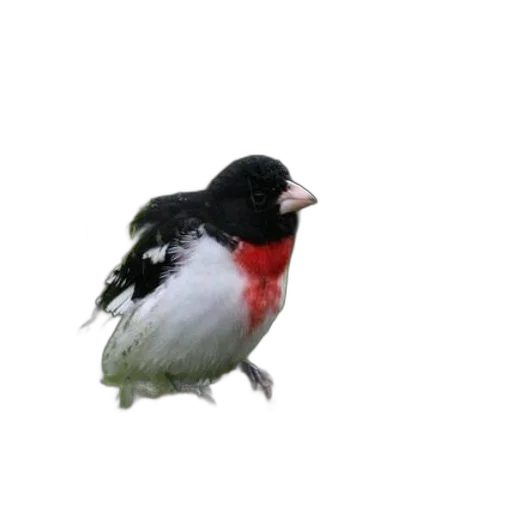 animal, creature, food, staff transparent PNG cut-out