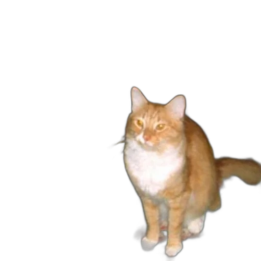 animal, creature, staff, robot transparent PNG cut-out