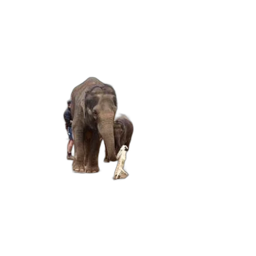 animal, creature, hat, robot transparent PNG cut-out