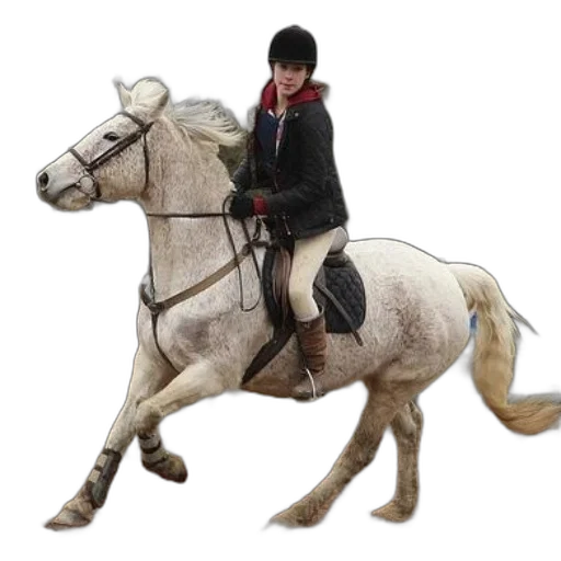 animal, jacket, staff, creature transparent PNG cut-out