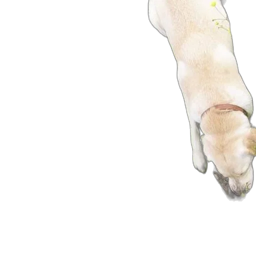 staff, animal, creature, shoes transparent PNG cut-out