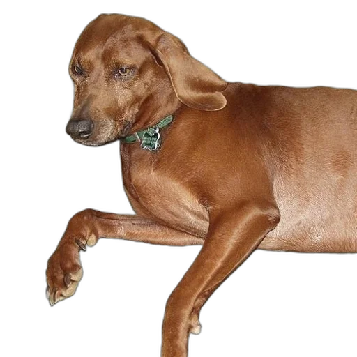 animal, staff, creature, furniture transparent PNG cut-out