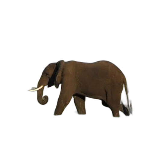 animal, staff, creature, jewelry transparent PNG cut-out