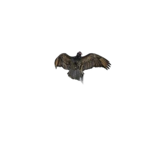 animal, creature, dragon, jacket transparent PNG cut-out