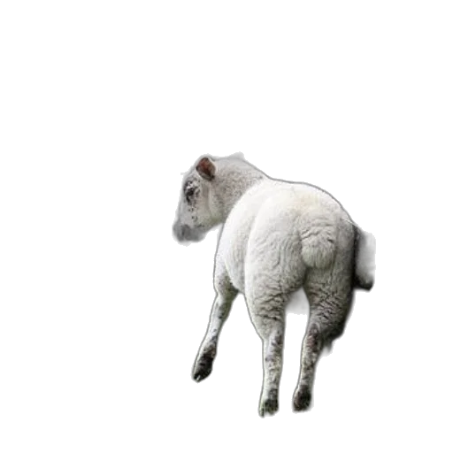 animal, creature, staff, food transparent PNG cut-out