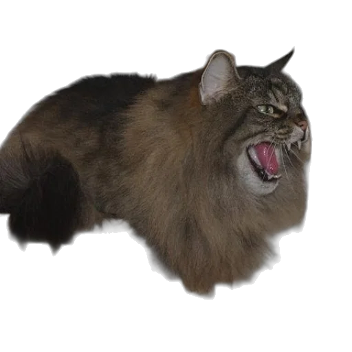 animal, creature, hair, crown transparent PNG cut-out