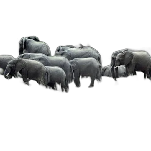 animal, concept art, 3d render, photorealistic transparent PNG cut-out