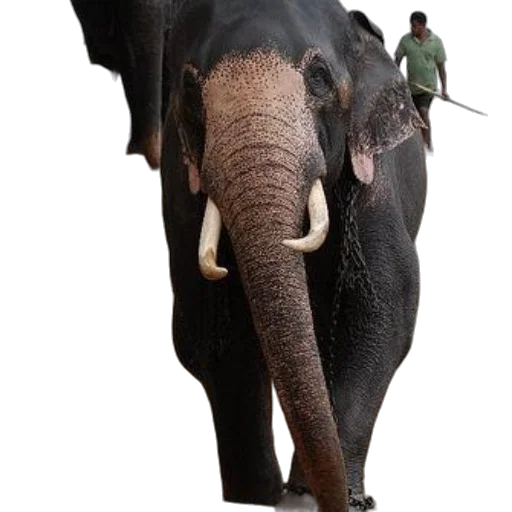 animal, staff, weapon, creature transparent PNG cut-out