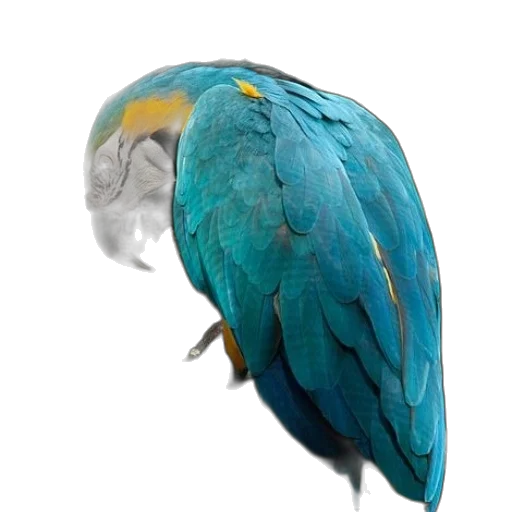 animal, staff, jewelry, mask transparent PNG cut-out