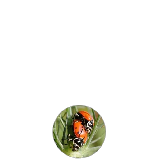 animal, creature, jewelry, flower transparent PNG cut-out