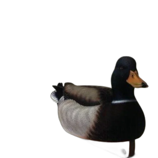 animal, crown, staff, hat transparent PNG cut-out