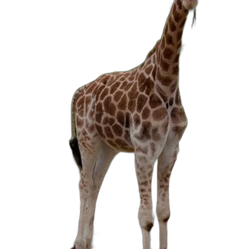 animal, creature, staff, hat transparent PNG cut-out