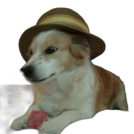 hat, animal, staff, creature transparent PNG cut-out