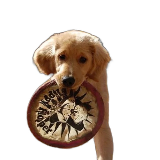 food, staff, animal, weapon transparent PNG cut-out