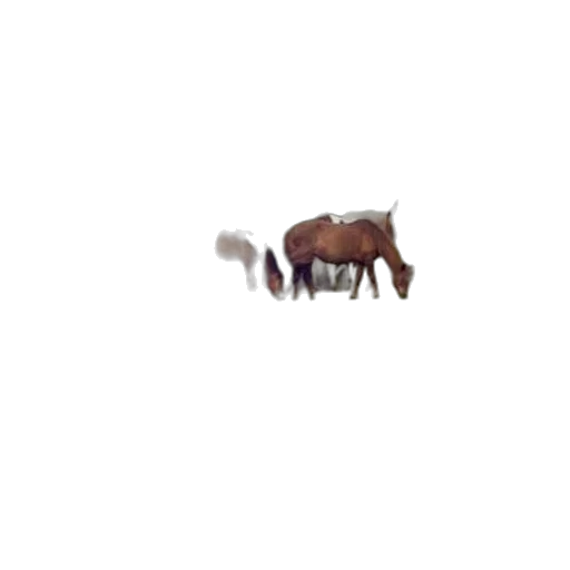animal, creature, furniture, food transparent PNG cut-out
