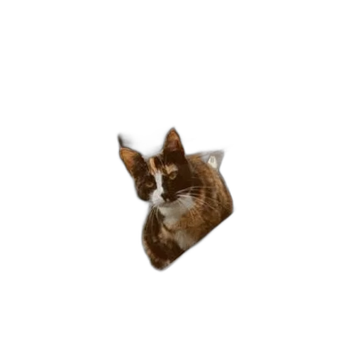 animal, creature, staff, hat transparent PNG cut-out