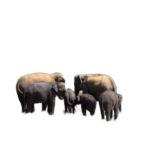 animal, creature, furniture, car transparent PNG cut-out