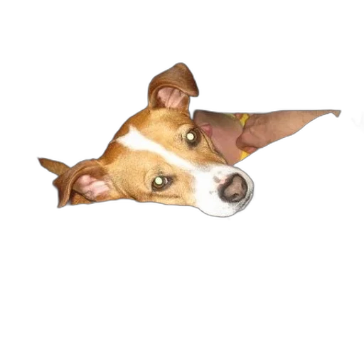 animal, creature, staff, hat transparent PNG cut-out