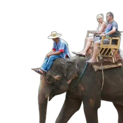 animal, photorealistic, concept art, couple transparent PNG cut-out