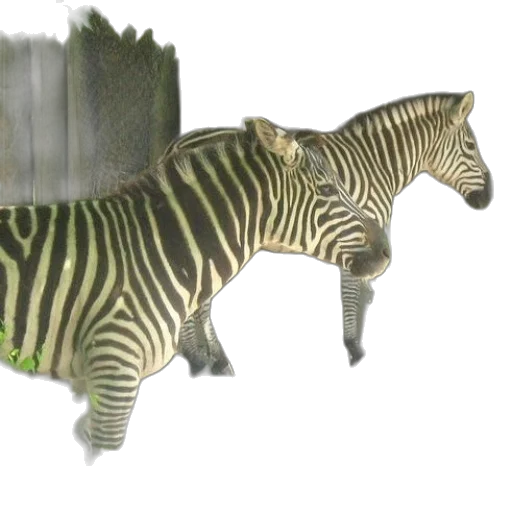 animal, creature, 3d render, concept art transparent PNG cut-out