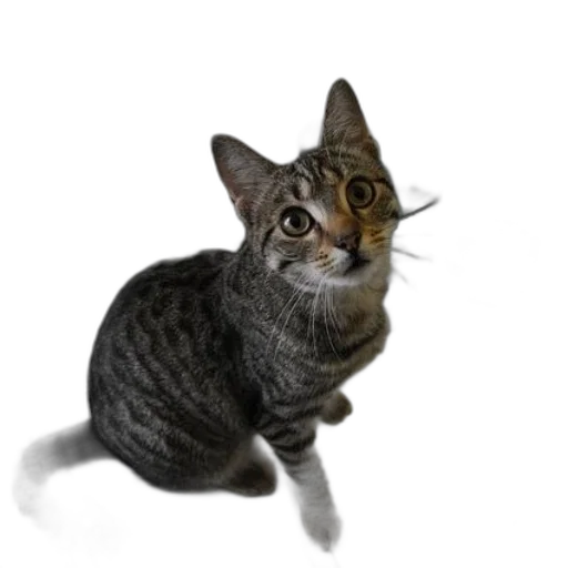 animal, staff, creature, hat transparent PNG cut-out