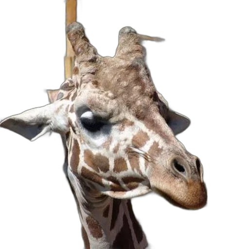 animal, staff, creature, hat transparent PNG cut-out