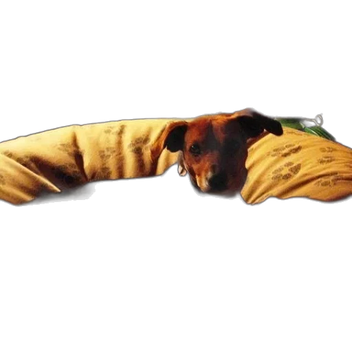 jacket, animal, food, staff transparent PNG cut-out