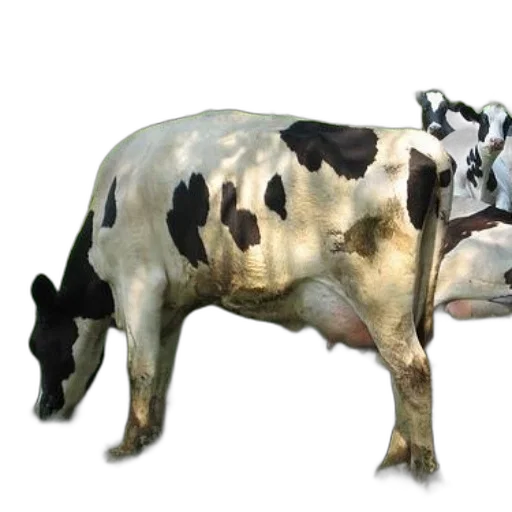 animal, creature, food, mask transparent PNG cut-out