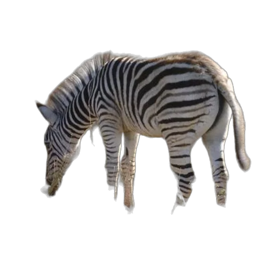 animal, creature, staff, weapon transparent PNG cut-out