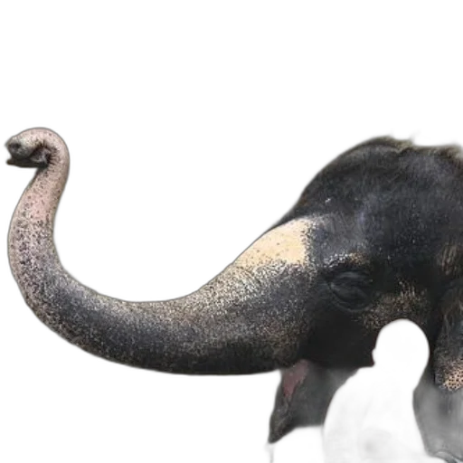 animal, creature, staff, hat transparent PNG cut-out