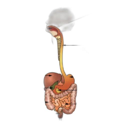 food, dragon, staff, animal transparent PNG cut-out