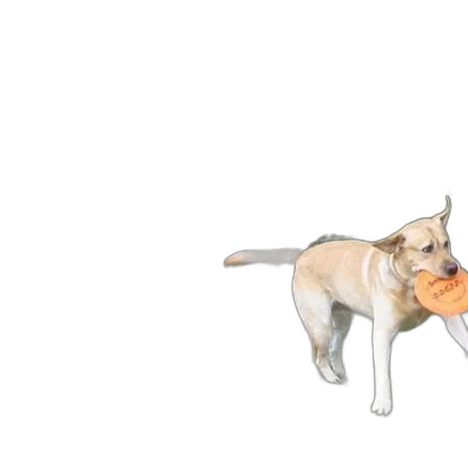 food, animal, weapon, creature transparent PNG cut-out
