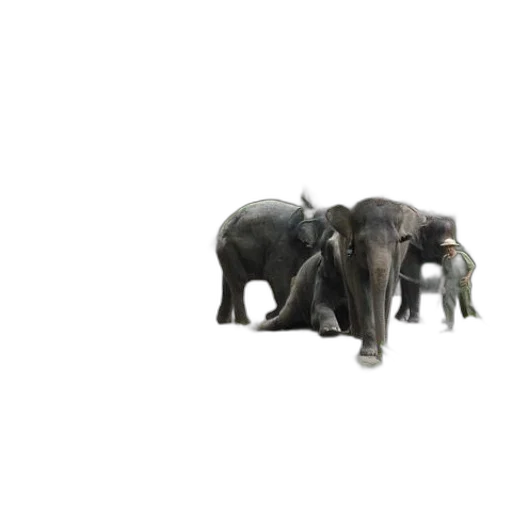 animal, creature, staff, weapon transparent PNG cut-out