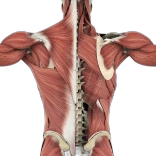 anatomical, illustration, human, back transparent PNG cut-out