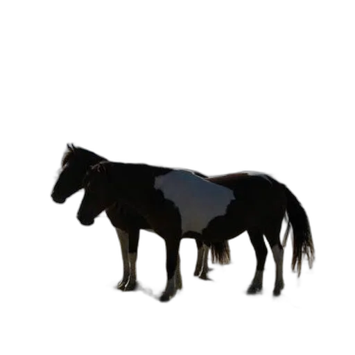 animal, creature, hair, jacket transparent PNG cut-out