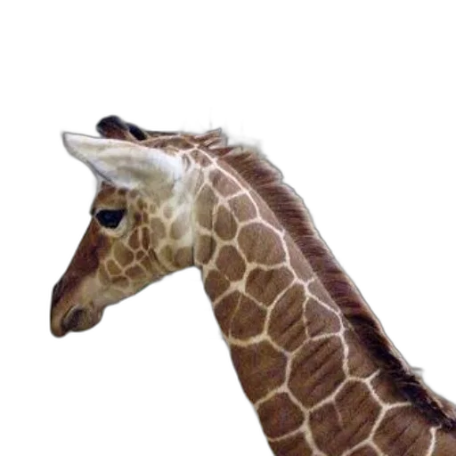 animal, creature, staff, hat transparent PNG cut-out