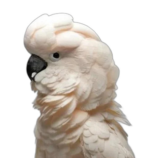 animal, creature, face, mask transparent PNG cut-out