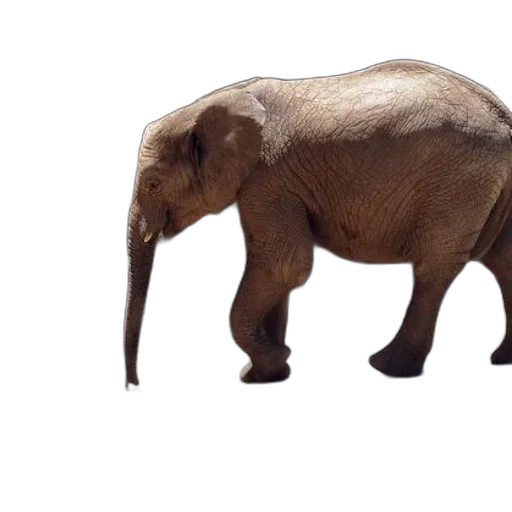 animal, creature, hair, 3d render transparent PNG cut-out